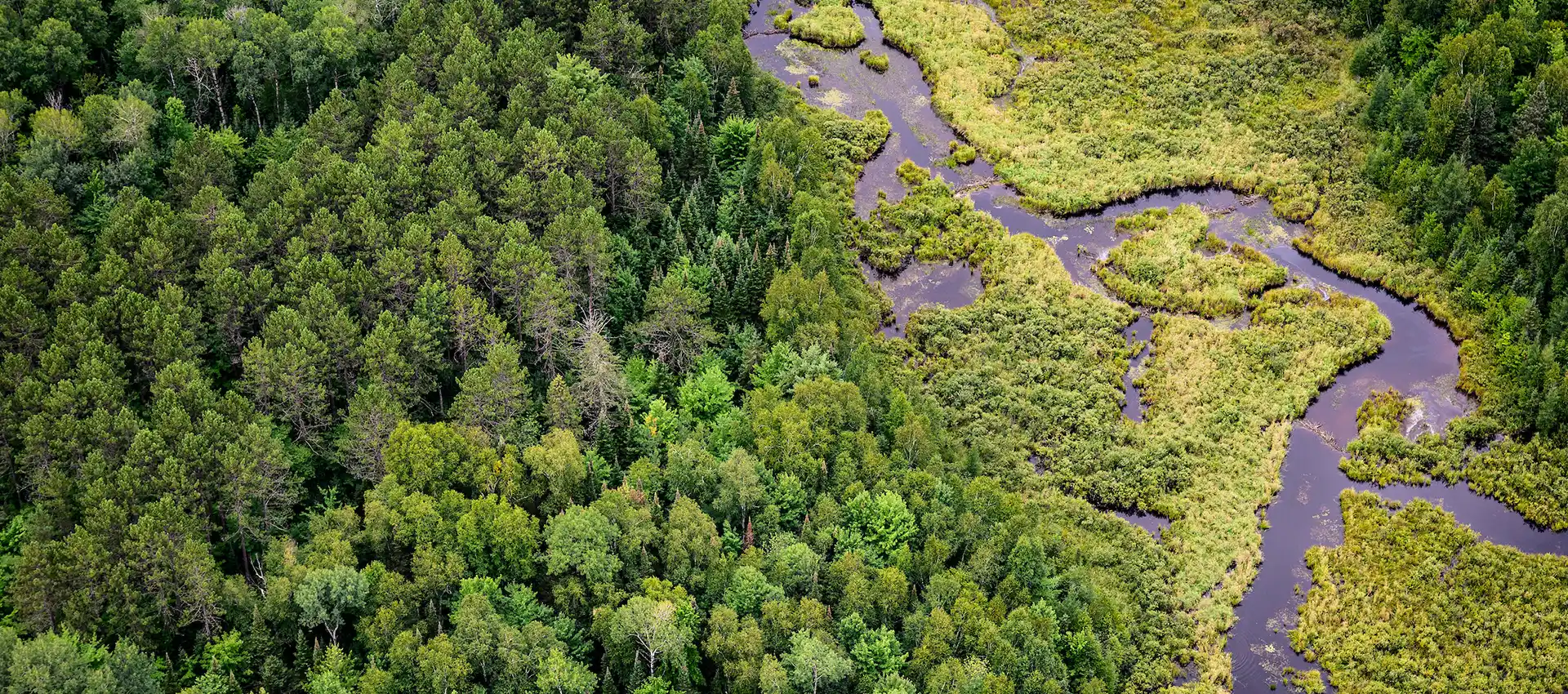 Aerial view of dense green forest bordering a winding river through wetlands.